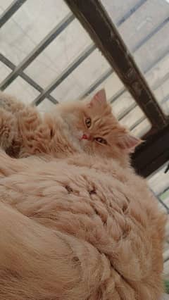 Male Persian Cat for sale. . . . triple coated litter trained friendly. . .