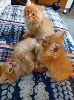 Persian Ginger Kittens for Sale | Urgent sale