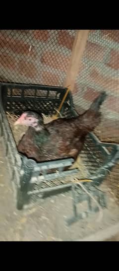 kuruk aseel quality highted madi for sell