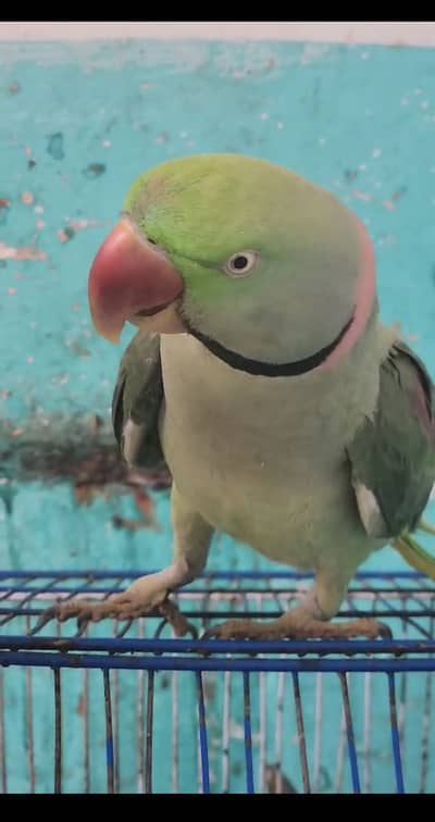 Raw parrot for sale