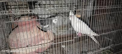 birds