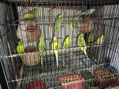 Australian Parrots for Sale