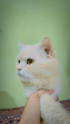 male cat