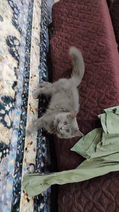 Fluffy
