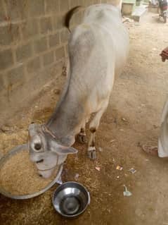 bachra