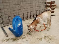 bakra for sale