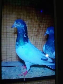 other pigeon available  03289437857 what's App