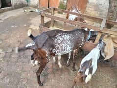 makhi cheni goat milking goat