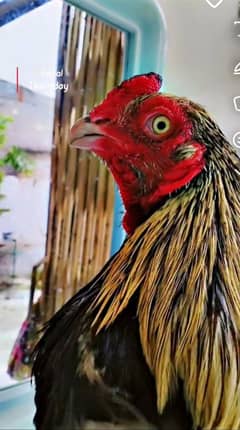 aseel Mainwali Breed