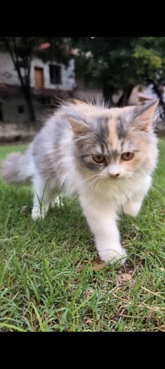 calico Bi colour kitten for sale