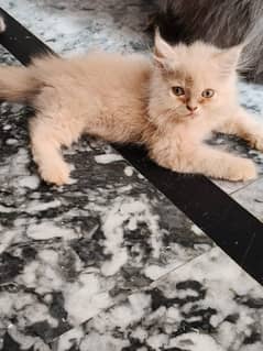 Persian cat tripl coat