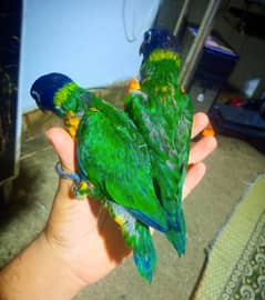 Top Quality Lorie/lorry/ Lorie's/Lorikeet Self Piece