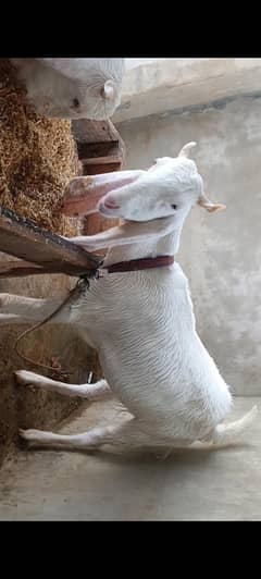 gulabi Khasi Bakra he