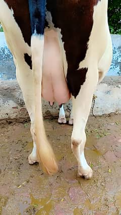 Fast timer cow delivery time 15se 20 days leti ha. .