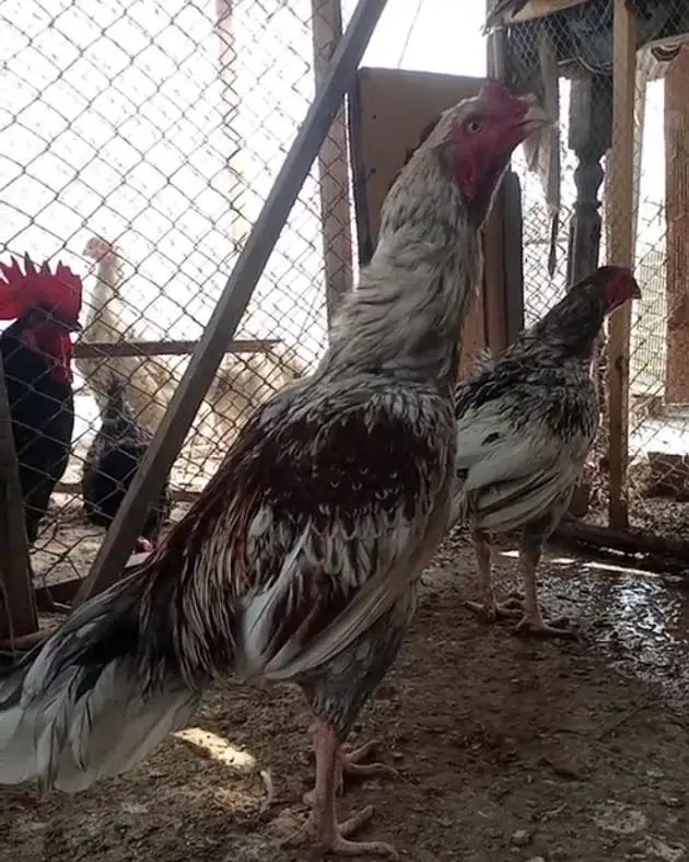 Heavy buff Astrolop  aseels silkie