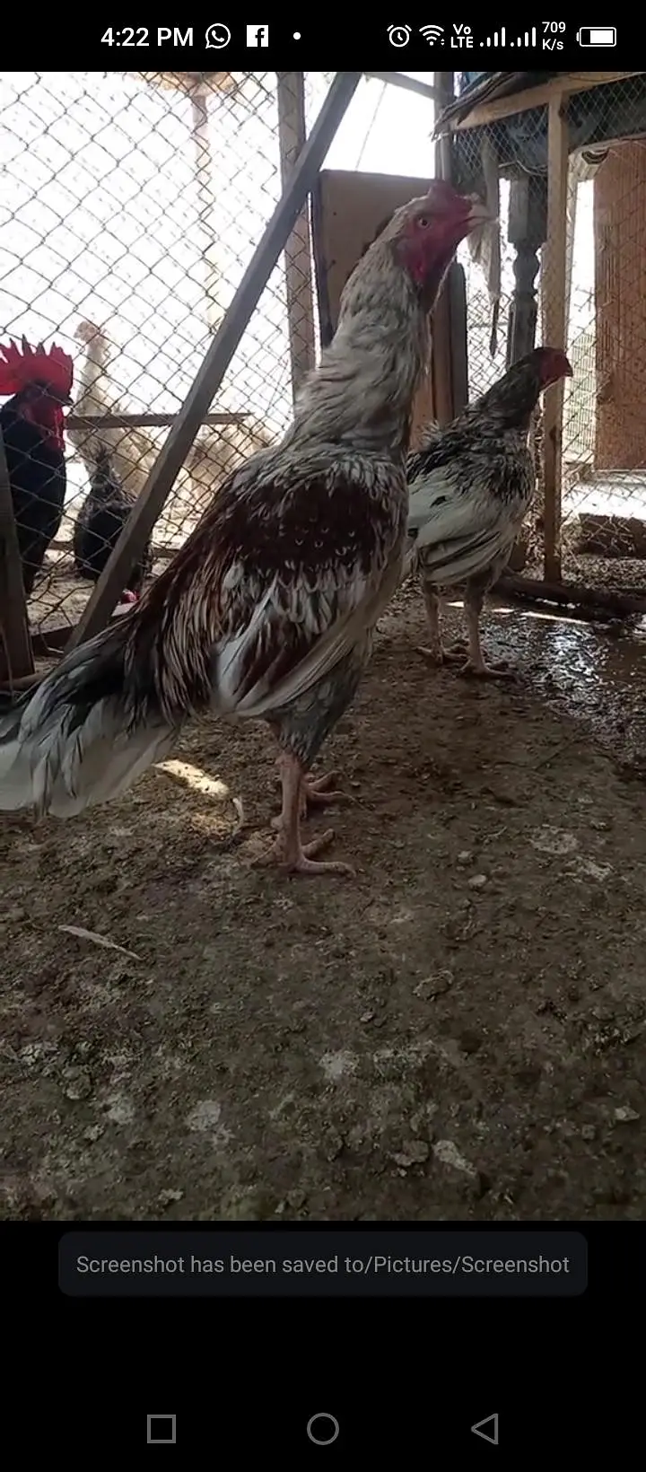 Heavy buff Astrolop  aseels silkie — photo 6