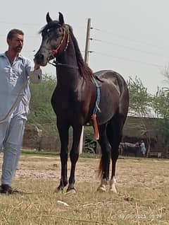 horse/black/ghora/dasi/for