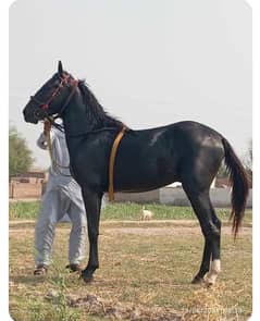 horse