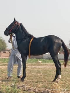horse/ghora/black/dasi