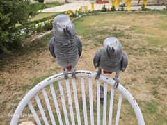 African grey parrot