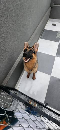 trained German shepherd