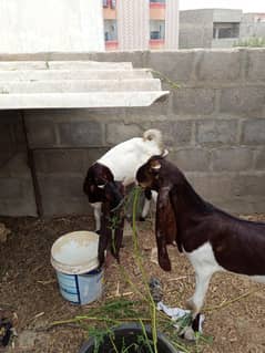 kamori Bakra bakri pair