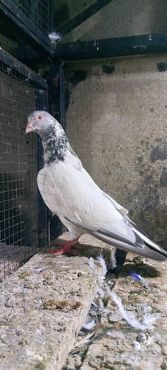 Sayalkotio