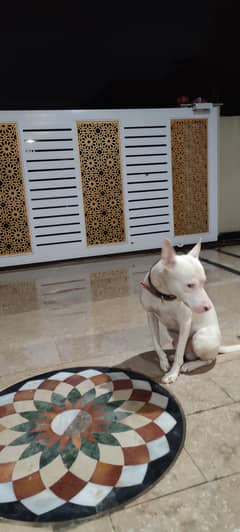 Gultair dog 1 year age