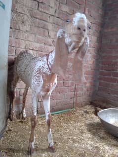 healthy and active makhi chini and desi  pure