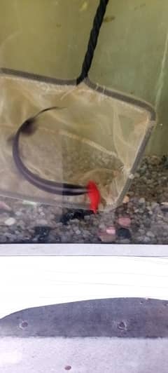 hi selling my chicklets and black ghost