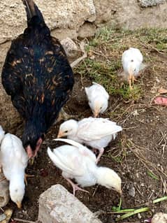 aseel hera chicks