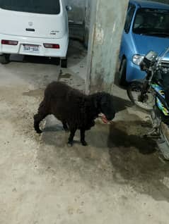 dumba for sale