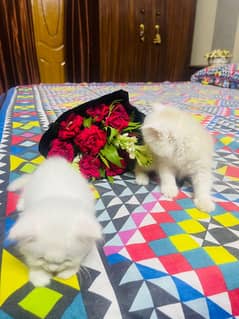 kittens pair
