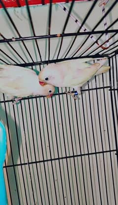 Albino