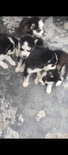 Alaskan husky 1 month