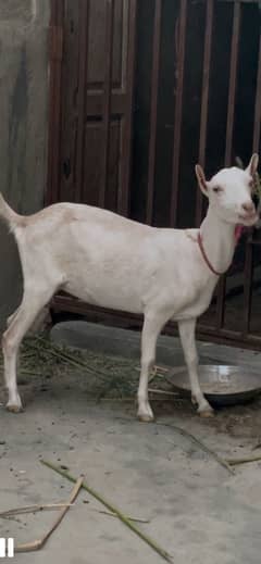Tedi bakri