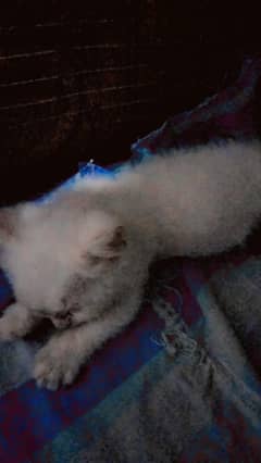 Persian