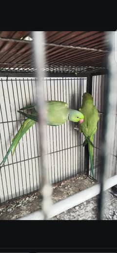 healthy active pair exchange posible