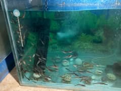 Blue line fish for selling in  low rates