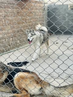 3 dogs