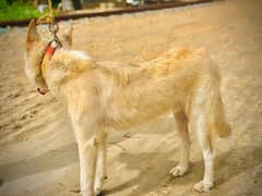 LABRADOR DOG