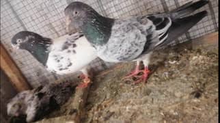 saadna golden male teddy female with 2 chicks