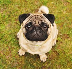 PUG