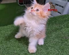 Bi Color Extremely Cute Triple Coat Kitten