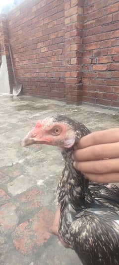 Thai nasal hai