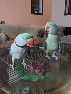 2no bolna wala hai pair hai