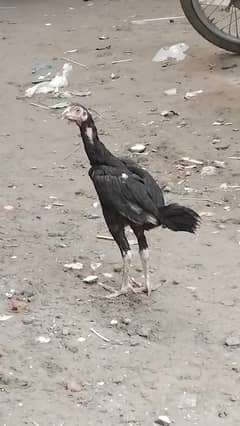 Aseel Murga with black colour and long hight