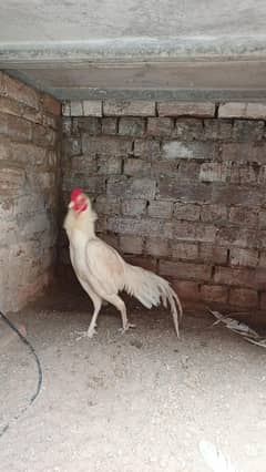 Beautiful Aseel for sale
