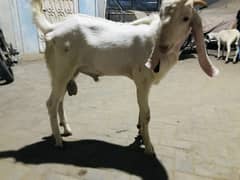 bakra
