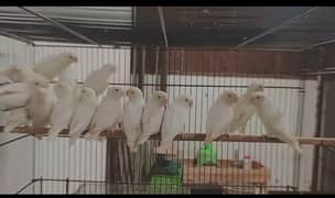 ALBINO RED EYE